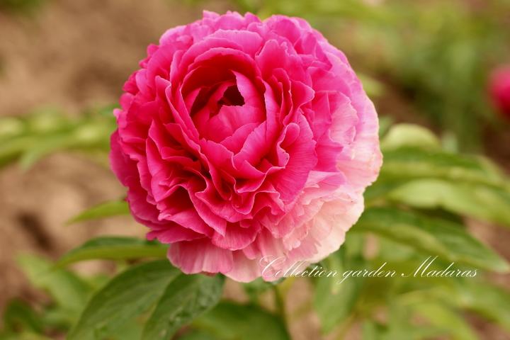 Paeonia `Rose Heart` SOLD OUT