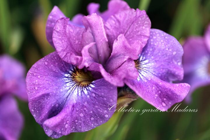 Iris sibirica `Rosy Bows`