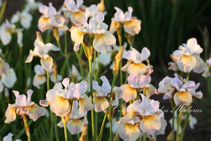 Iris sibirica `Salamander Crossing`