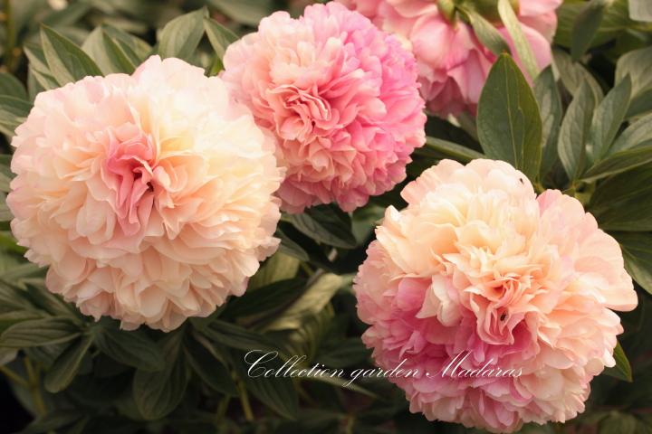 Paeonia `Salmon Glory` SPRING