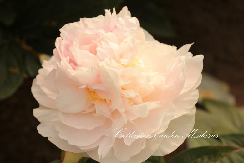 Paeonia `Sandra Marie`