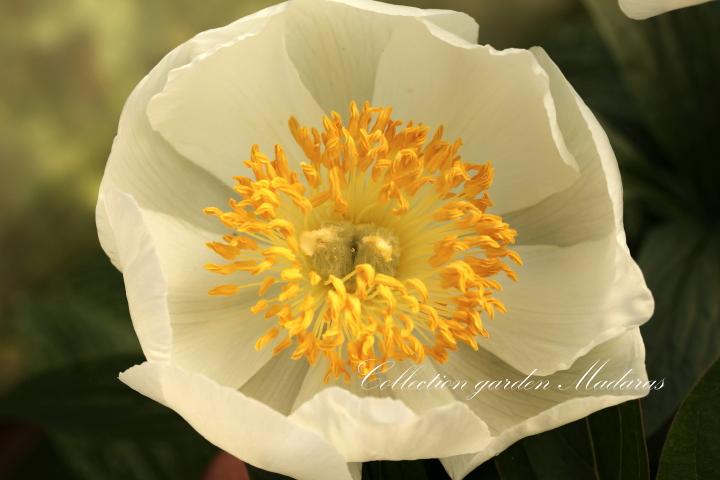 Paeonia `Schwertleite`