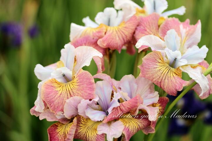 Iris sibirica `Sugar Rush`