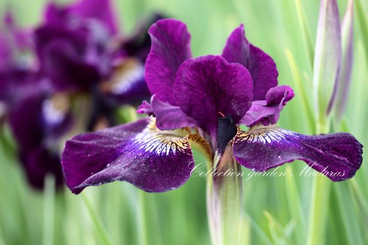 Iris sibirica `Sibirische Nacht`