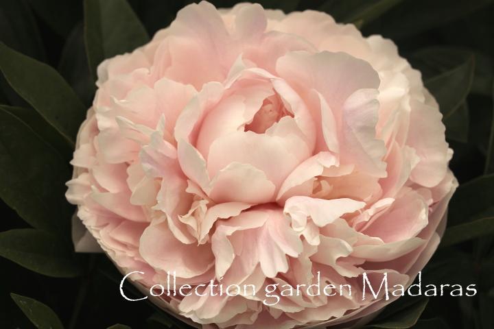 Paeonia `Solange` SOLD OUT