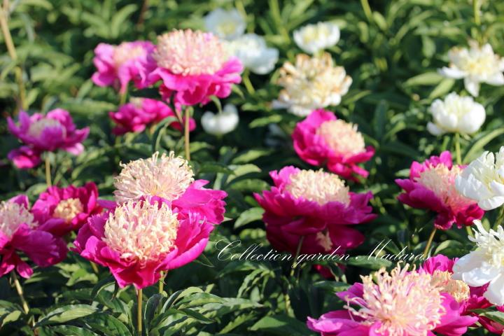 Paeonia `Spiffy` SOLD OUT