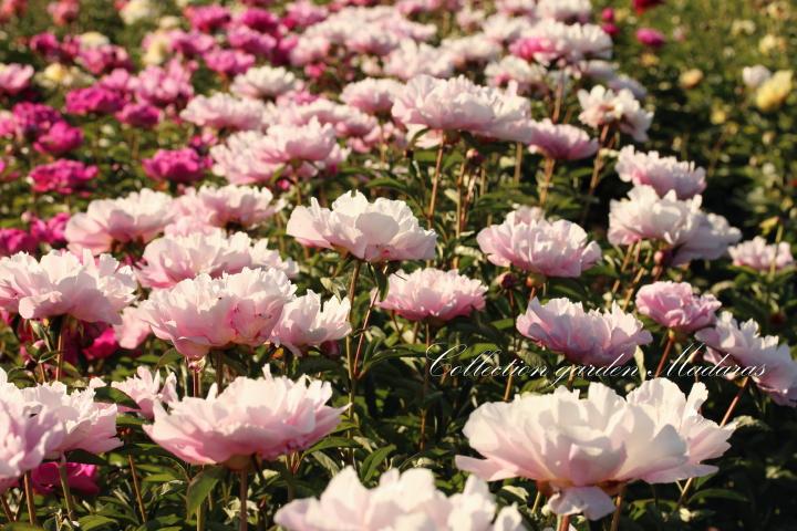Paeonia `Teicamniece` SOLD OUT