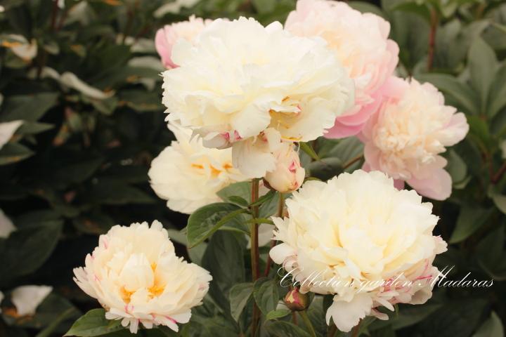 Paeonia `The Admiral` SOLD OUT