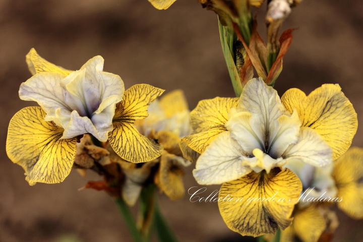 Iris sibirica `Theme And Variation`