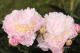 Paeonia `Adonis` -adonis-1_7389713805-thumb