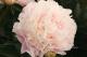 Paeonia `Adonis` -adonis-3-thumb