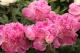 Paeonia `Avenes Sniegā`-avenes-sniega-12_3339385629-thumb