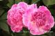 Paeonia `Avenes Sniegā` SOLD OUT-avenes-sniega-20_1813944427-thumb