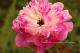 Paeonia `Avenes Sniegā`-avenes-sniegā-1_2248595181-thumb