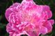 Paeonia `Avenes Sniegā`-avenes-sniegā-30_3022268025-thumb