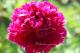 Paeonia `Black Beauty` PAVASARIS-black-beauty-3_5948576688-thumb