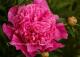 Paeonia  `Bouquet Perfect`-bouquet-perfect-1-thumb