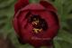 Paeonia `Buckeye Belle`-buckeye-belle-1_7315505962-thumb