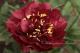 Paeonia `Buckeye Belle`-buckeye-belle-3_3866961498-thumb