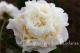 Paeonia `Cheddar Surprise` PAVASARIS-cheddar-surprise-3-1_4971277244-thumb