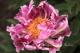 Paeonia `Cherry Twist`-cherry-twist-1-thumb