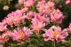 Paeonia `Cherry Twist`-cherry-twist-6-thumb