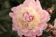 Paeonia `Chestine Gowdy` -chestine-gowdy-1_8338820522-thumb