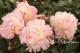 Paeonia `Chestine Gowdy` -chestine-gowdy-2_8378364855-thumb