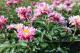 Paeonia `Circus Circus` -circus-circus-2-thumb