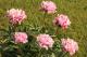 Paeonia `Circus Circus` -circus-circus-thumb