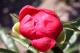 Paeonia `Coral Magic` SPRING-coral-magic-11-thumb