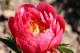 Paeonia `Coral Magic` PAVASARIS-coral-magic-3_9807594800-thumb