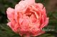 Paeonia `Coral Sunset` -coral-sunset-1-thumb
