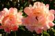 Paeonia `Coral Sunset` -coral-sunset-3-thumb
