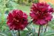 Paeonia `Dark Chocolate` SOLD OUT-dark-chocolate-3_9921097508-thumb