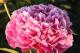 Paeonia `Dayton` SOLD OUT-dayton-4_9785016567-thumb