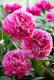 Paeonia `Dayton` SOLD OUT-dayton-8_4583369576-thumb