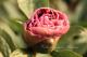 Paeonia `Drolla`-drolla-5_9235372946-thumb