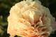 Paeonia `Elsa von Brabant` SOLD OUT-elsa-von-brabant-4-thumb