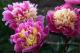 Paeonia `Fasolt` SPRING-fasolt-8-2_1419010405-thumb