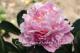 Paeonia `My Friend` SOLD OUT-friend-1-thumb
