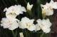 Iris sibirica `Frilly Vanilly`-frillyvanilly_7762978881-thumb