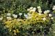 Paeonia `Golden Angel` -golden-angel-10-thumb