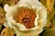 Paeonia `Golden Angel` -golden-angel-12-thumb