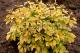 Paeonia `Golden Angel` -golden-angel-17-thumb
