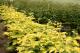 Paeonia `Golden Angel` -golden-angel-2-thumb