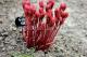 Paeonia `Golden Angel` -goldenangel-thumb