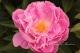 Paeonia `Grimgerde` SOLD OUT-grimgerde_1-thumb