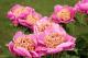 Paeonia `Gutrune`-gutrune-1_1959139897-thumb