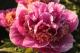 Paeonia `Gutrune`-gutrune-2_5978255890-thumb